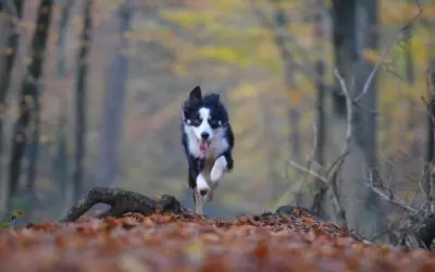 6 Exciting Fall Activities For Dogs in Calgary