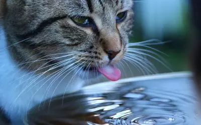 14 Ways to Encourage a Cat to Drink Water