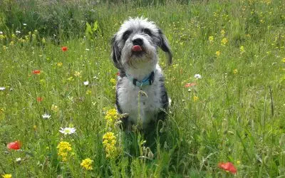 8 Spring Activities for Dogs in Calgary