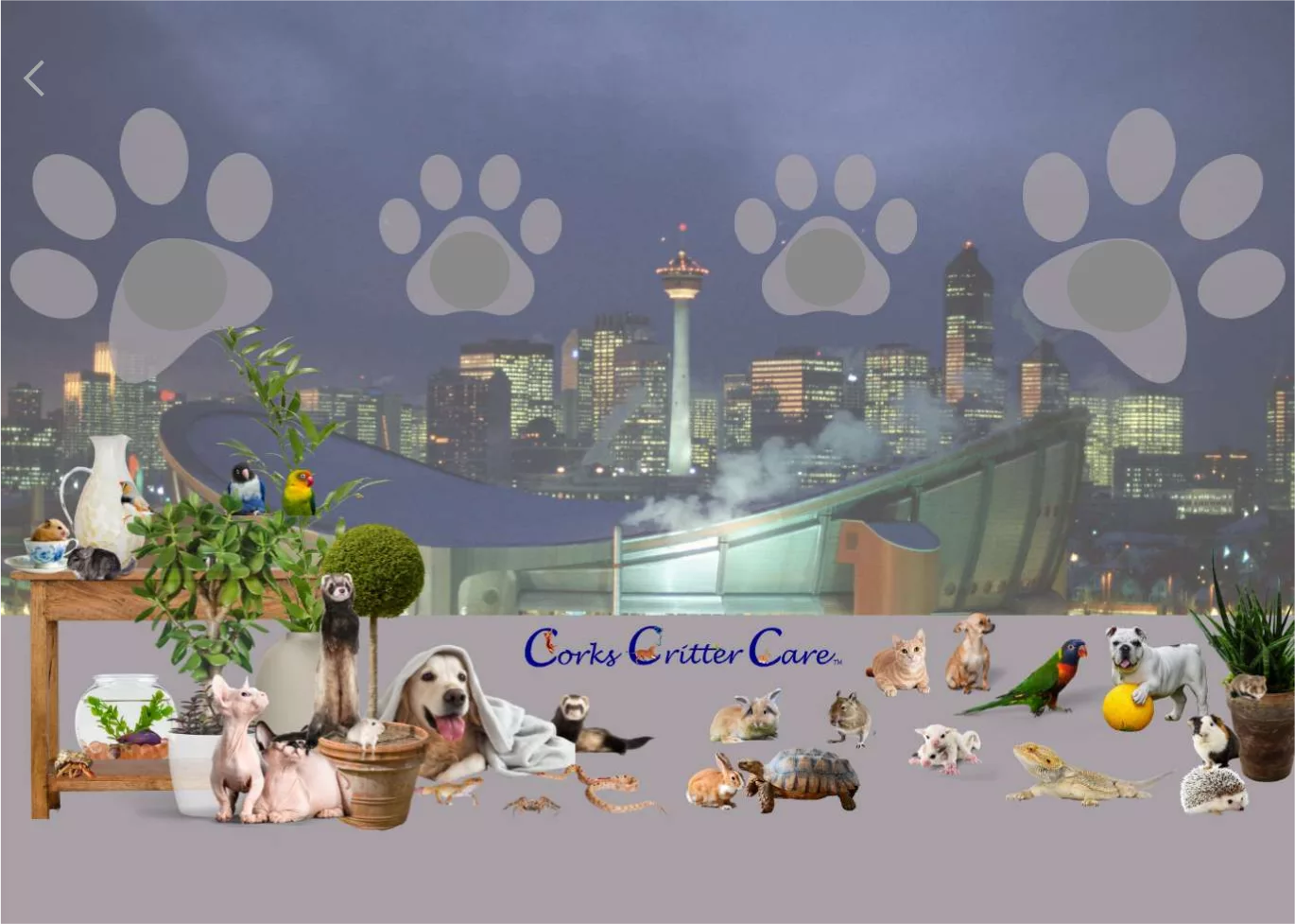 corks critter care calgary virtual background