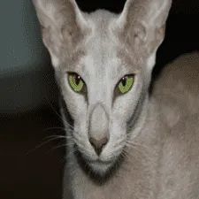 cat-409450_1920