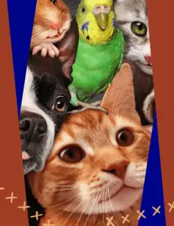 Pet Specials