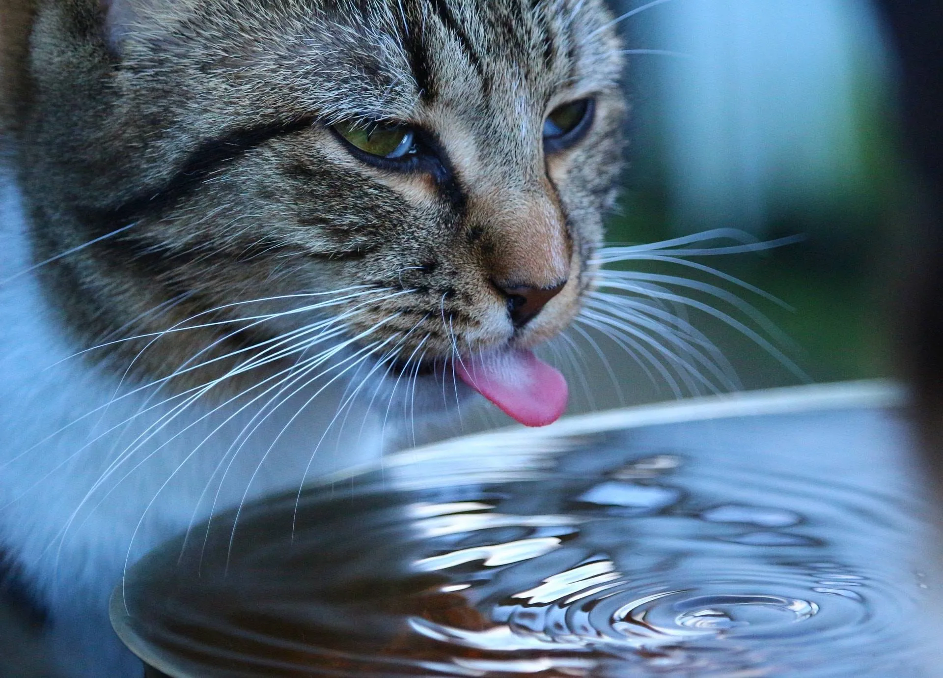 14 Ways to Encourage a Cat to Drink Water